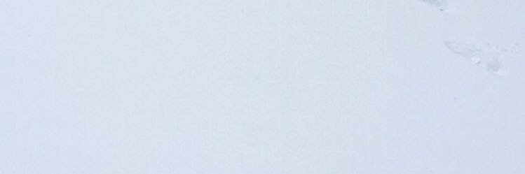 ShaunaBartley's profile banner image