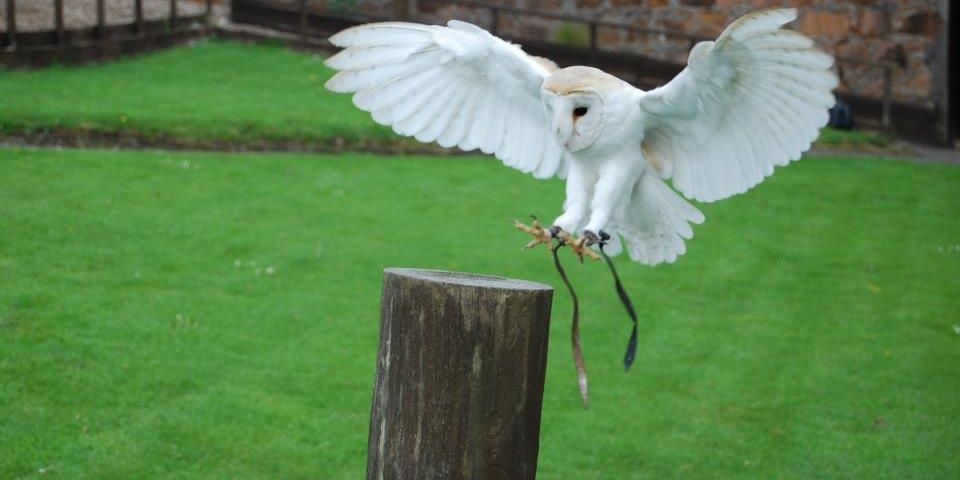 Scottish Owl Centre banner