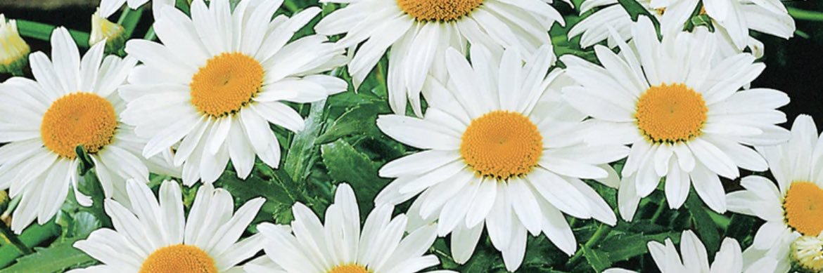 Ratchet Money Slim banner