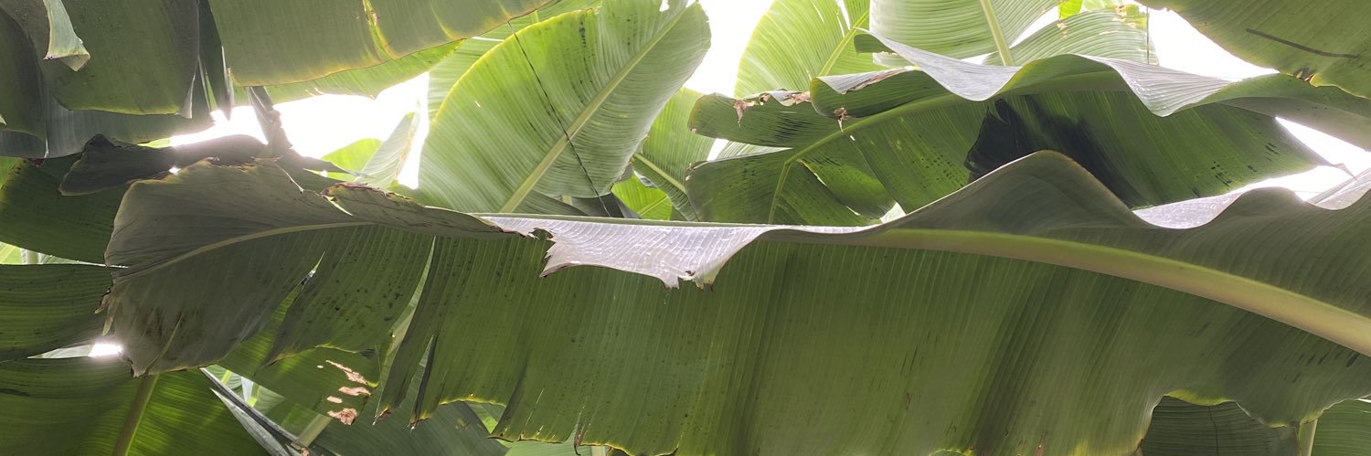 DavidCabreraDL's profile banner image
