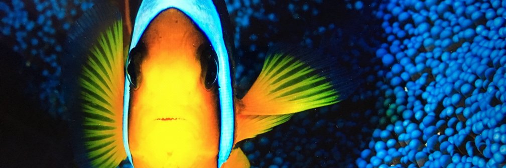 calmeslaurent's profile banner image