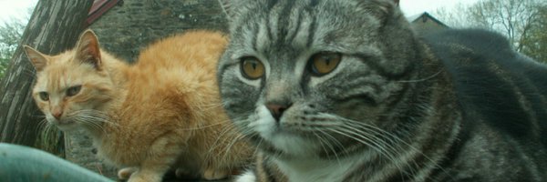 meryeva1 Profile Banner