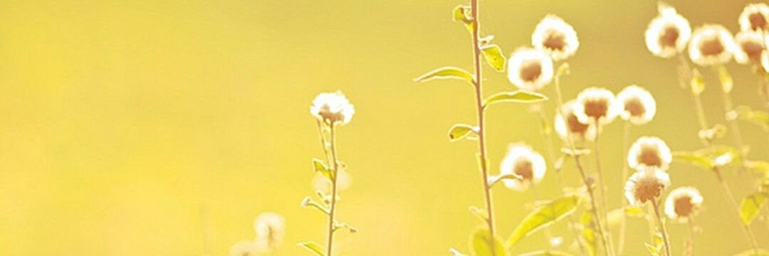 ChiaLaiya's profile banner image
