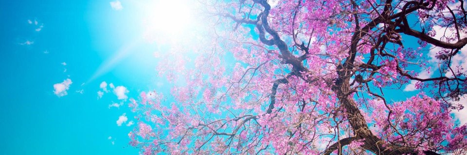TYshibainu25's profile banner image