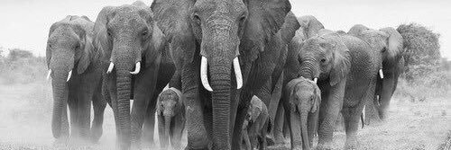 Ashley_Buchs's profile banner image