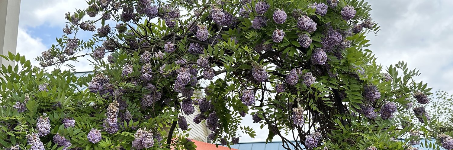 IrishKack ✌️🖖 banner