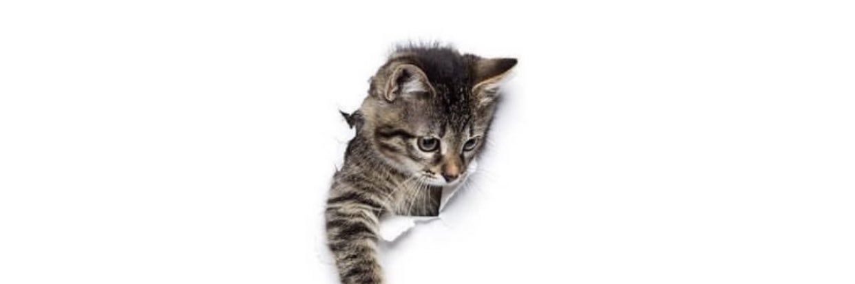 fialothman's profile banner image