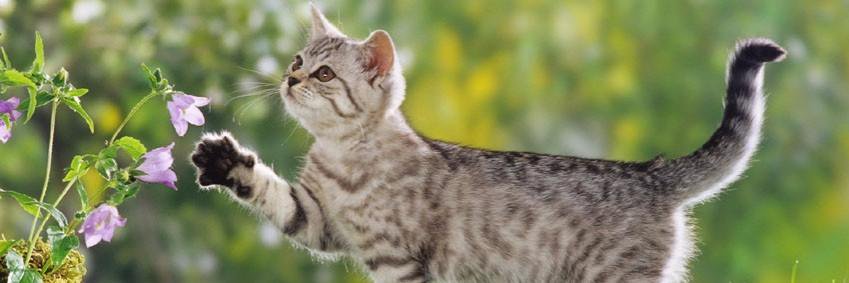 lnfunnycat's profile banner image