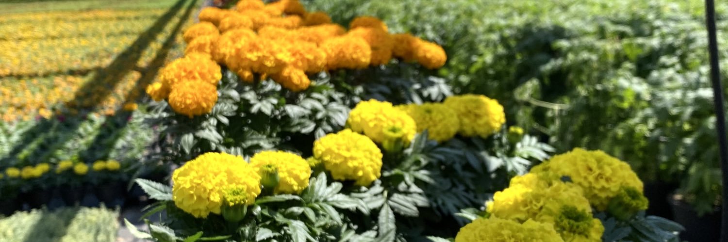 legoldsby's profile banner image