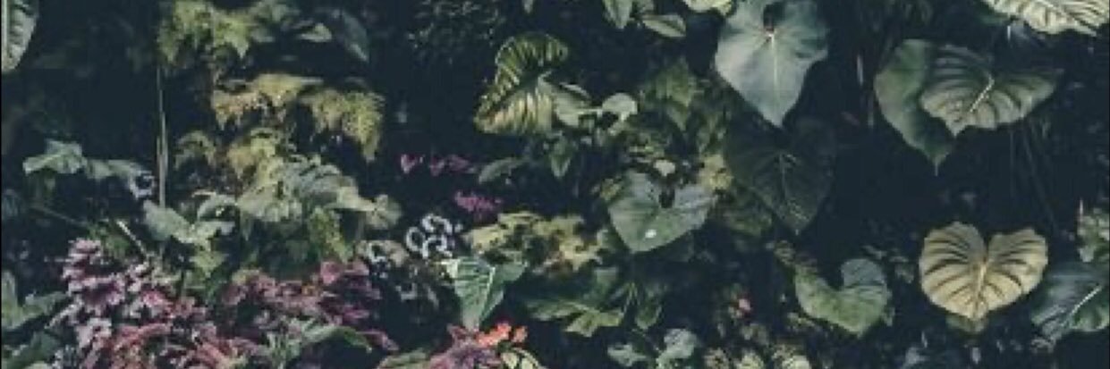 heyleahjane's profile banner image
