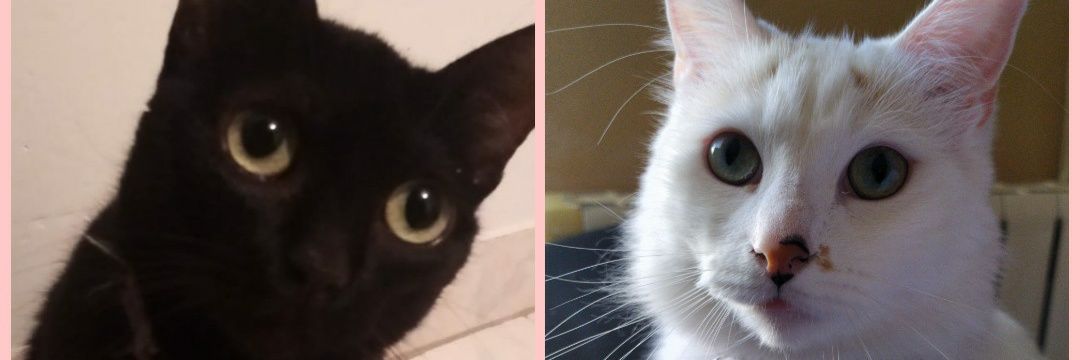 PatriciAmazing's profile banner image