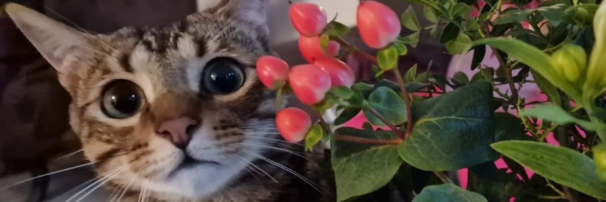 xZashiro's profile banner image