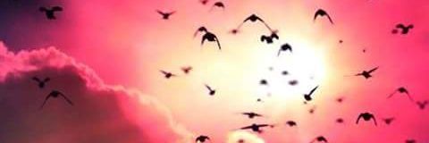 zsharon24's profile banner image