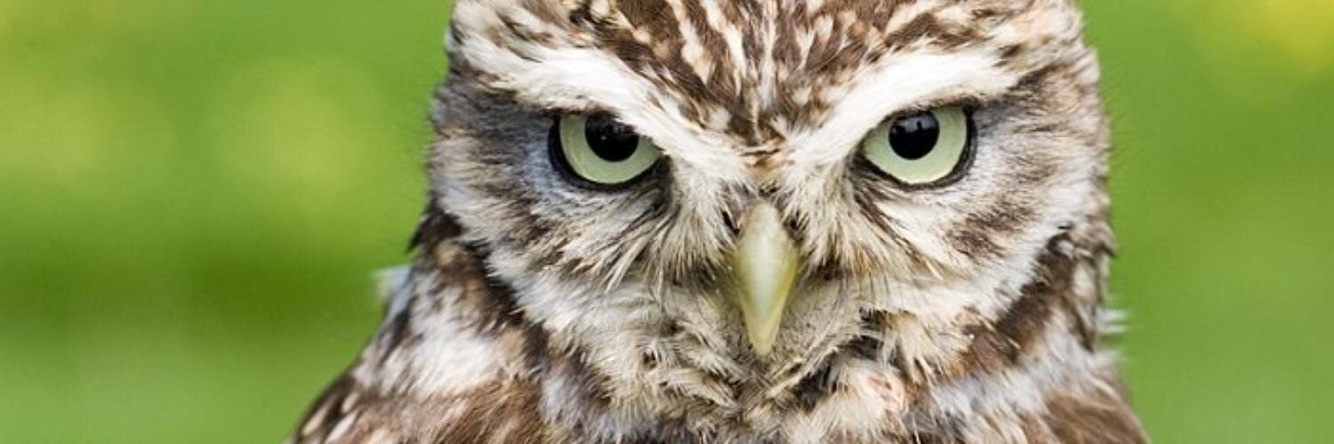 Zrile's profile banner image