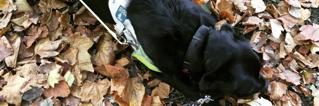 GuideDogSparky's profile banner image