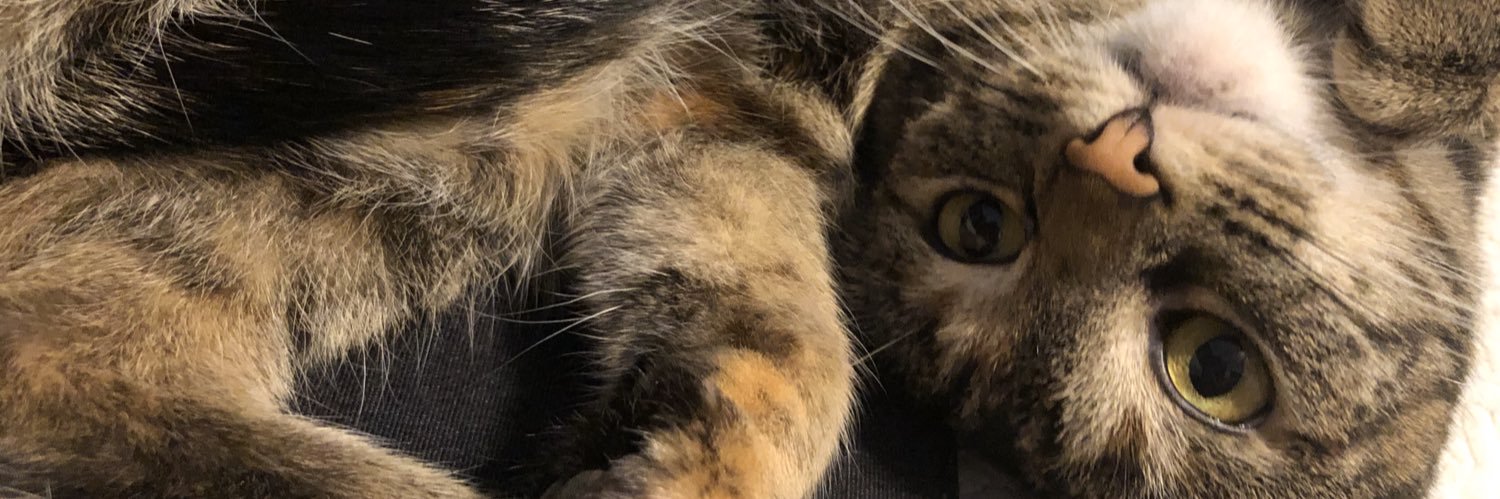 211Cats's profile banner image