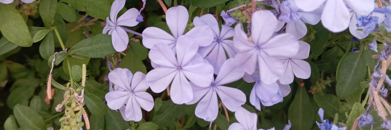 FlorYopinion's profile banner image