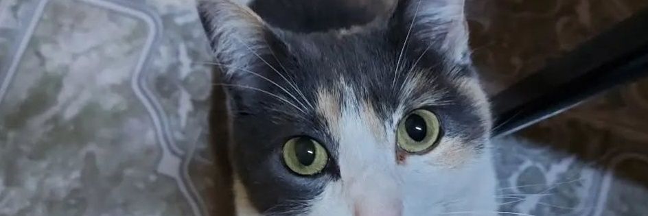 LujiiNavarrete's profile banner image