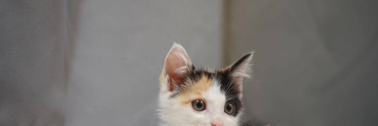 天气预报员 banner