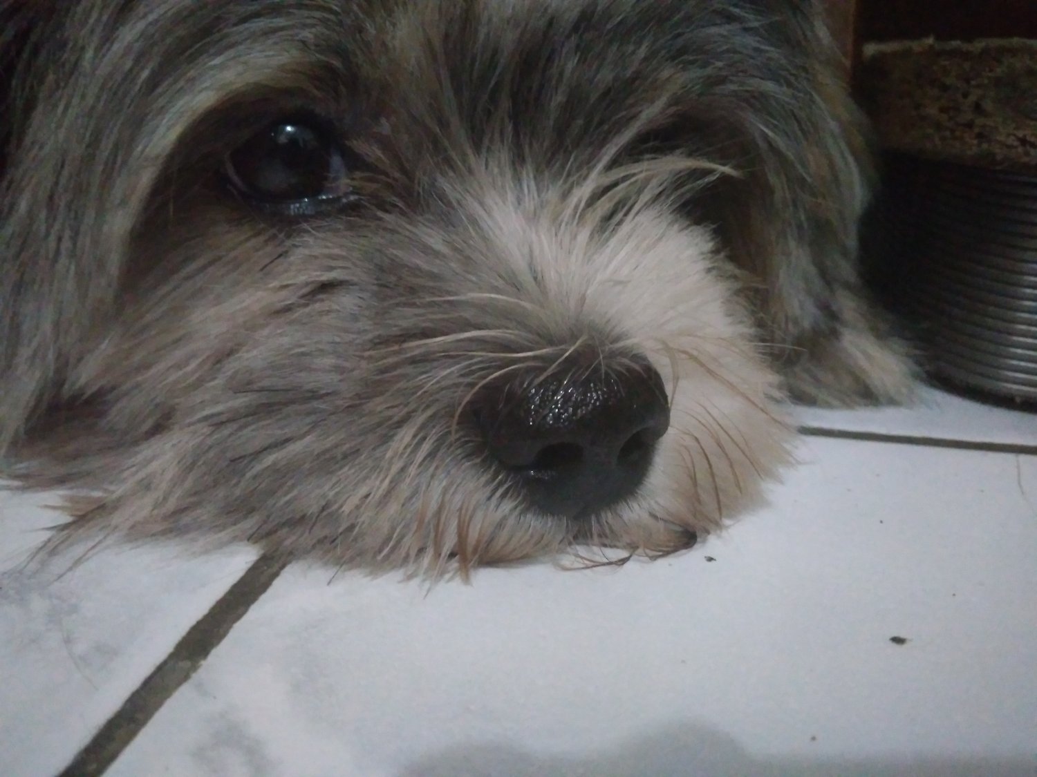 ella banner