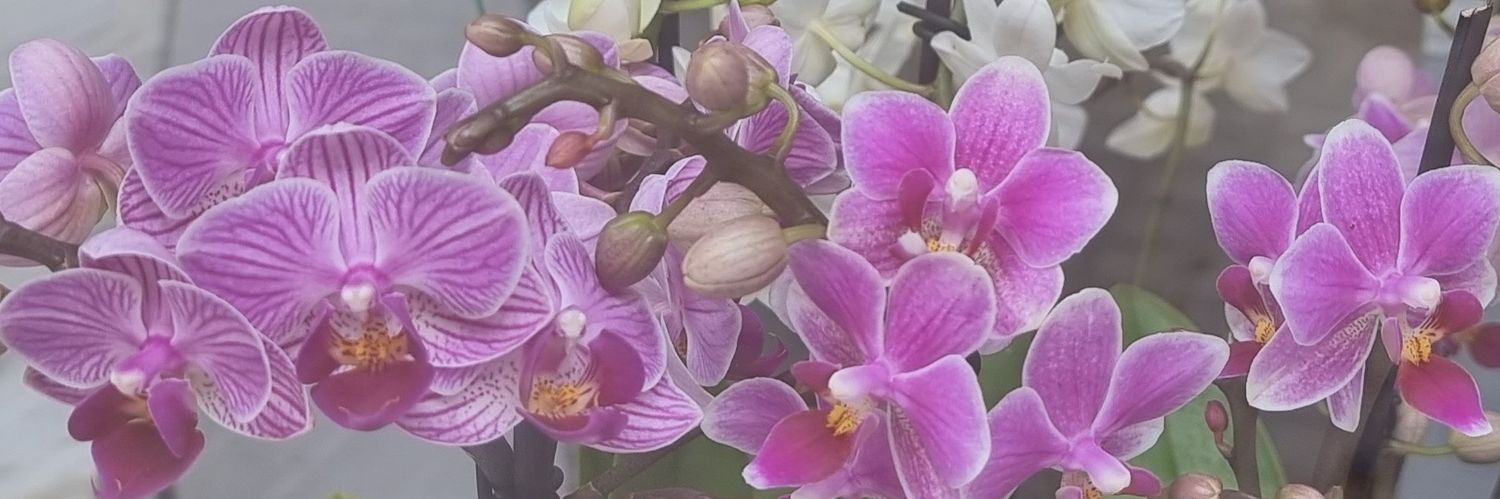 borisflores2012's profile banner image