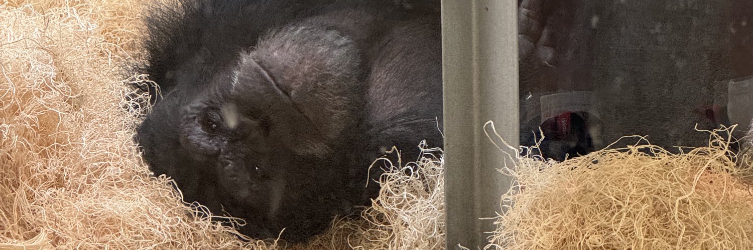 gpmonky's profile banner image