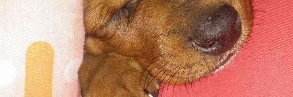 DalmaRamos7's profile banner image