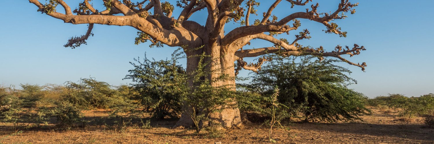 modou_mbodji's profile banner image