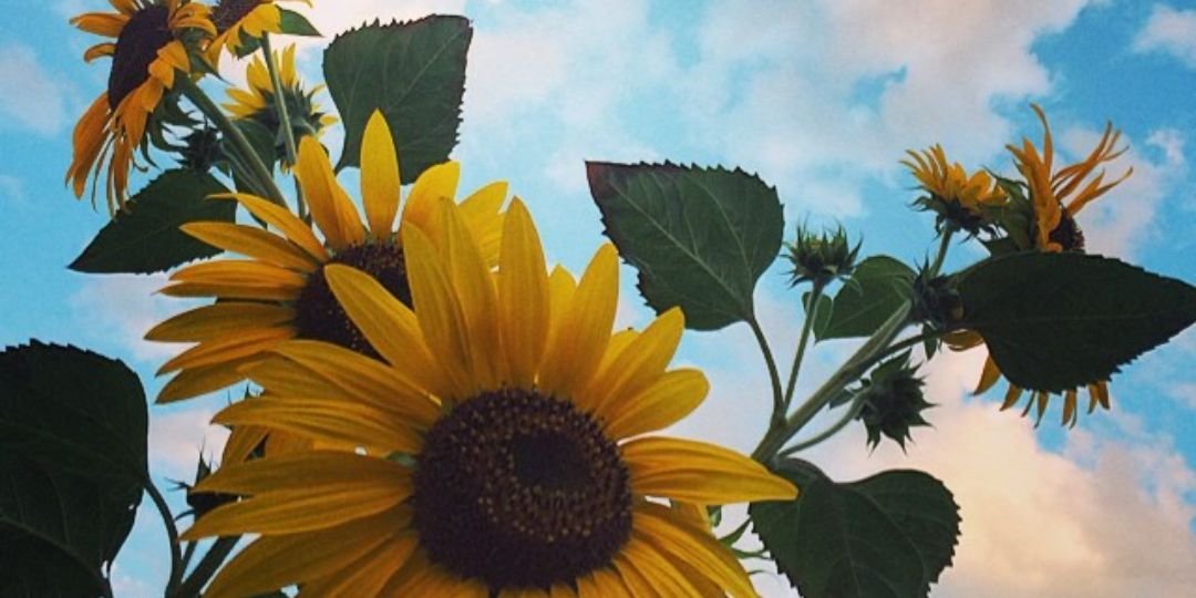 KatiePavao's profile banner image