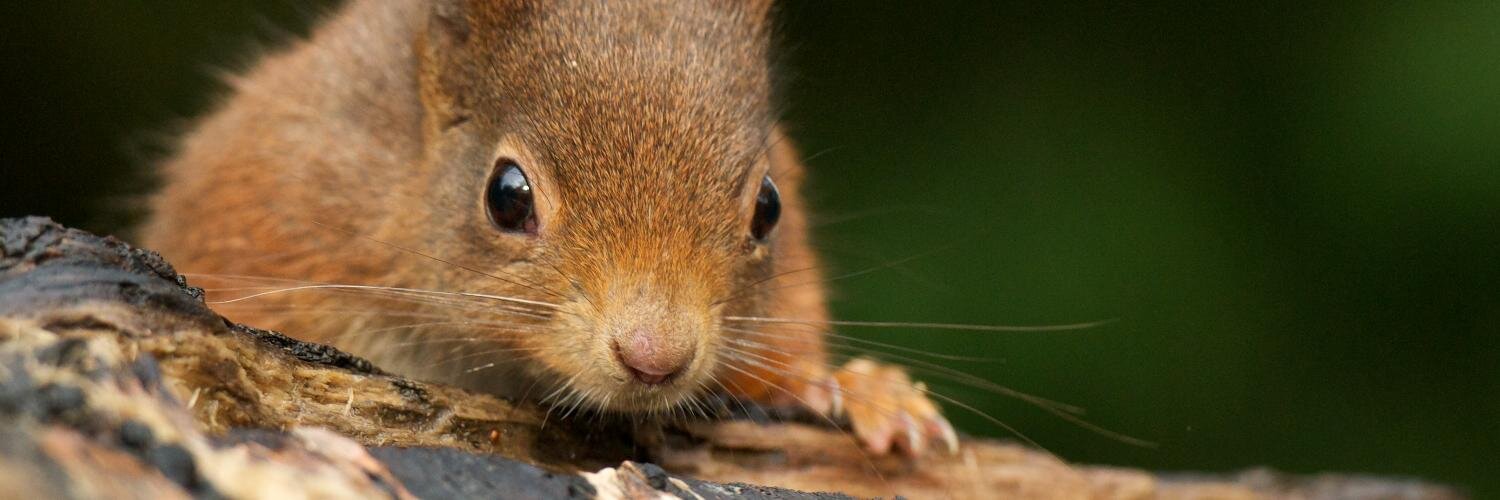 British Wildlife Centre banner