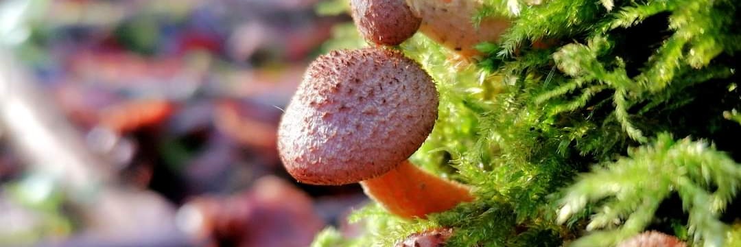 Oli Genn-Bash banner