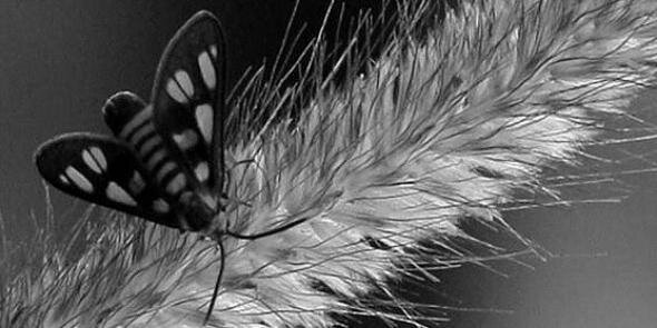 ZephanyaT's profile banner image