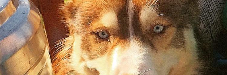 adrianbarrigos's profile banner image