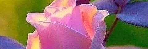 Shari67's profile banner image