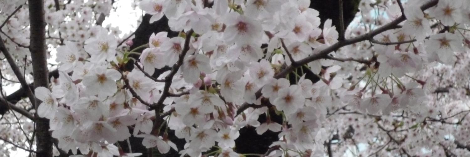 hiro3955's profile banner image