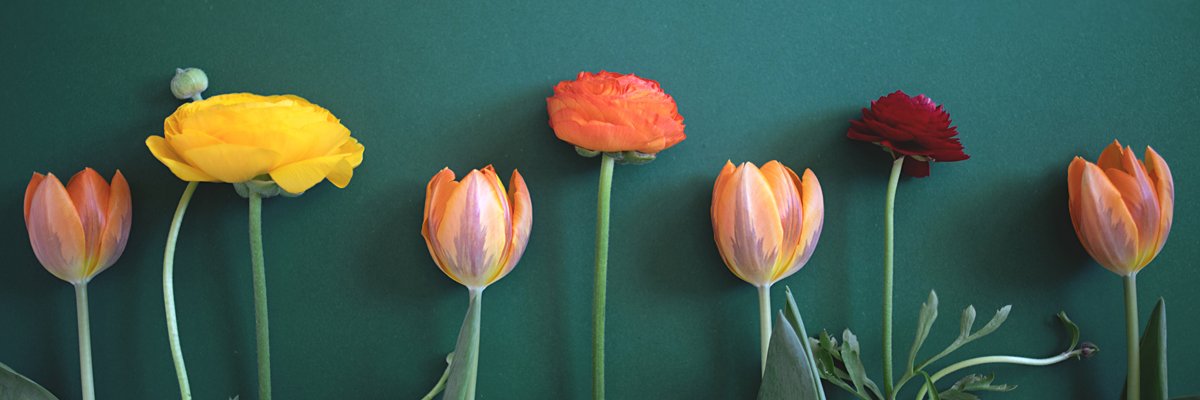 peekanuu's profile banner image