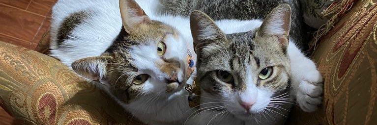 choriflistica's profile banner image