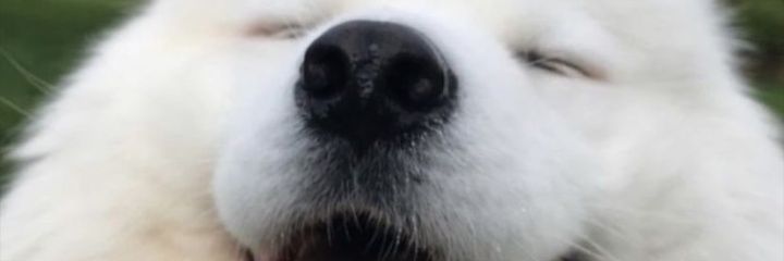 _nicobae_'s profile banner image