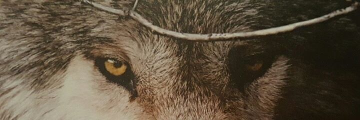 Runlikethewolf's profile banner image