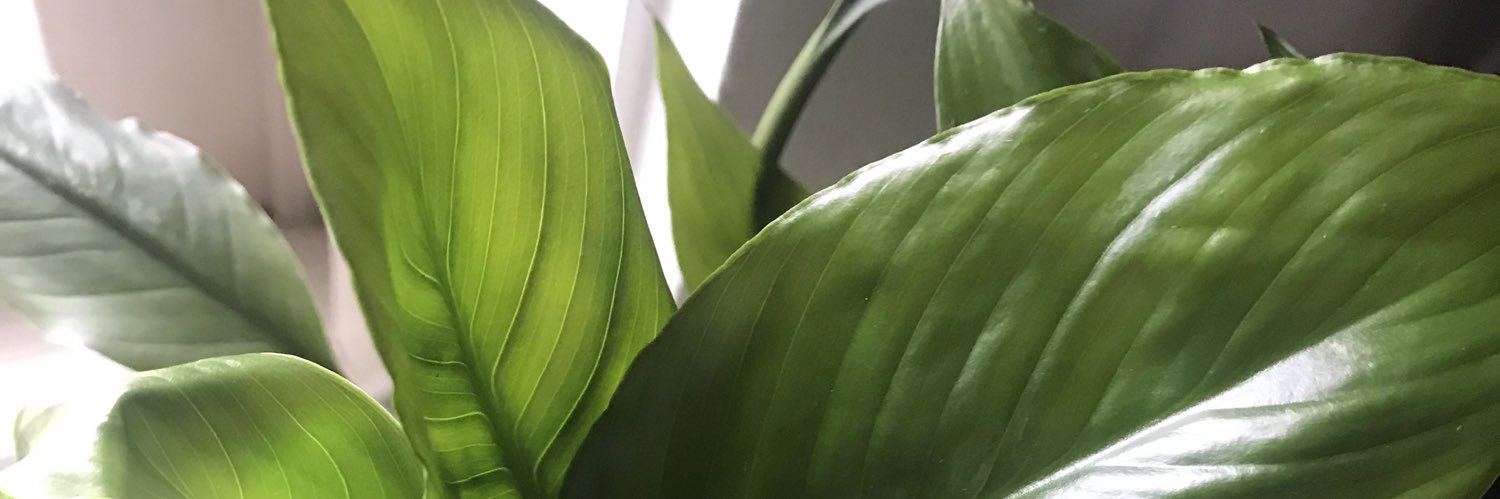 SimplyShauniece's profile banner image