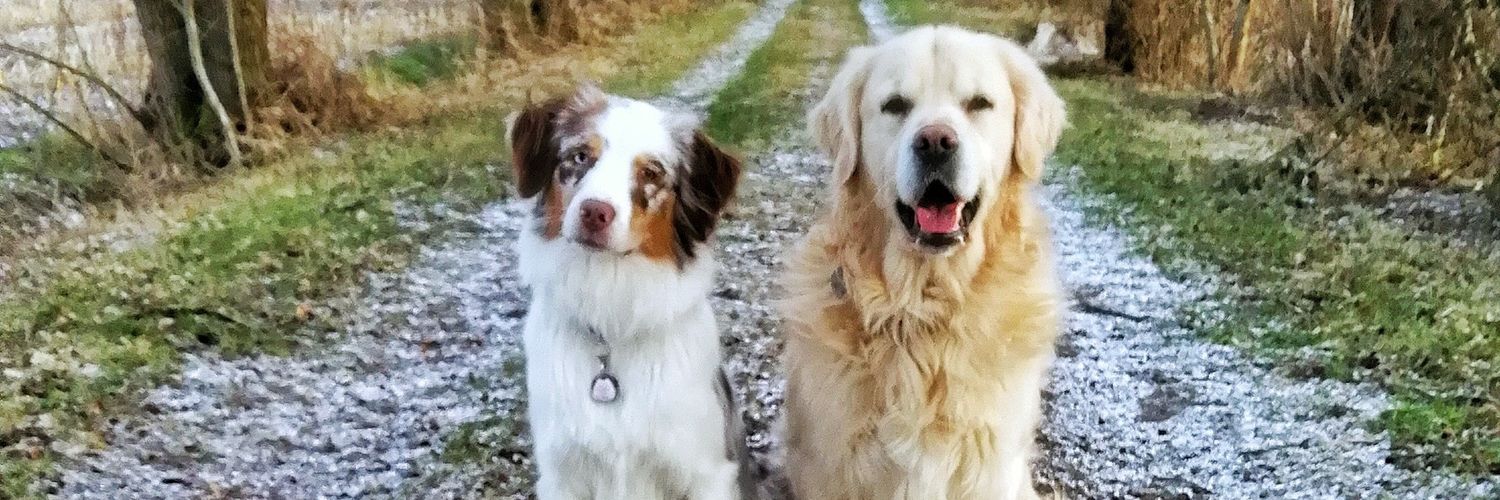 Pfotentrubel's profile banner image