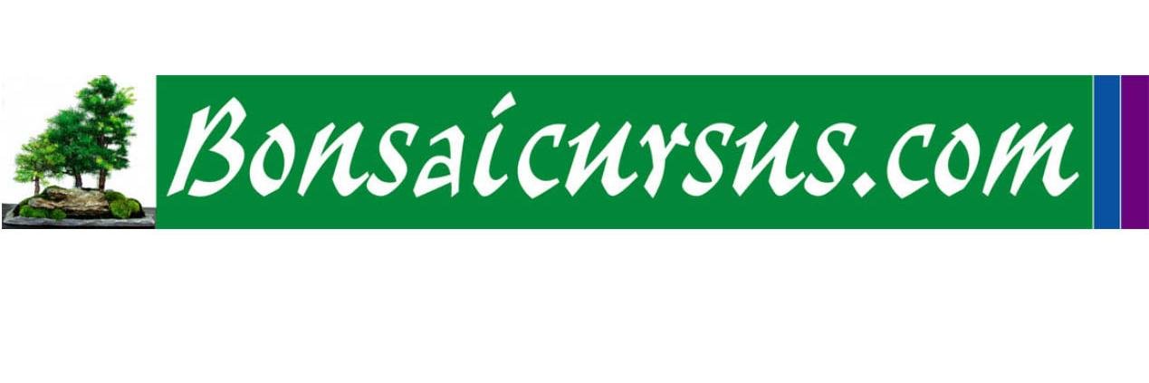 Bonsaicursus's profile banner image