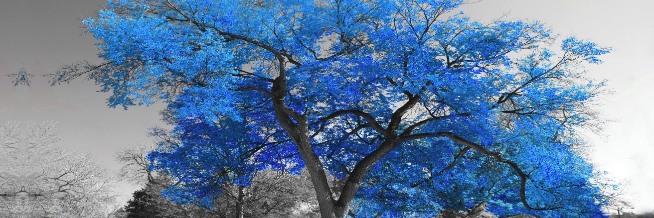 donodocrea's profile banner image