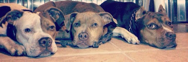 Trikingkennels's profile banner image