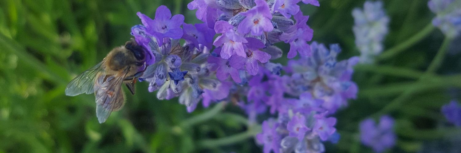 maireadm91's profile banner image