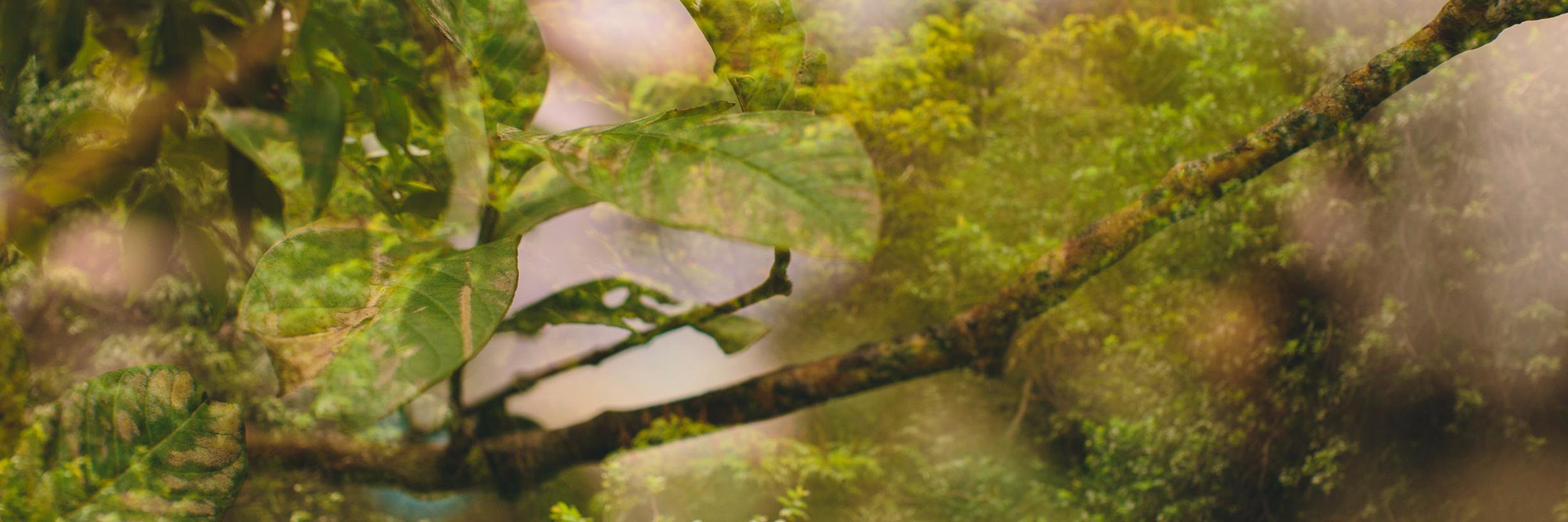 SeasonalDoc's profile banner image