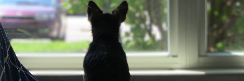 ApriltheChorkie's profile banner image