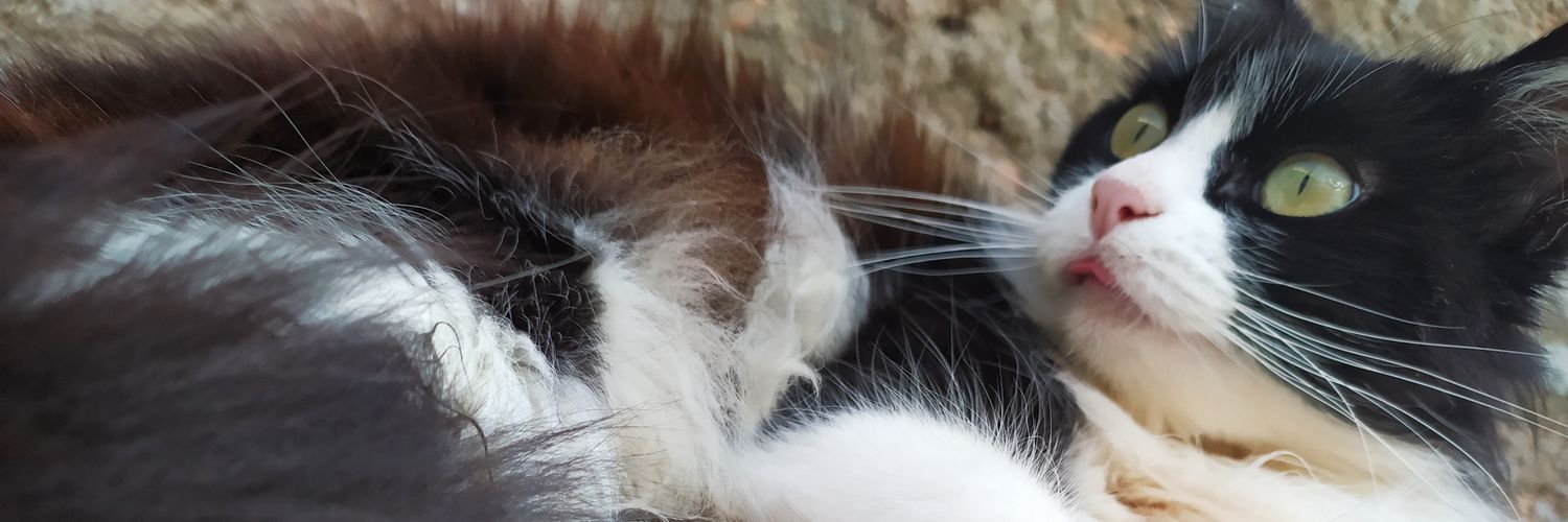 lazyjellyfly's profile banner image