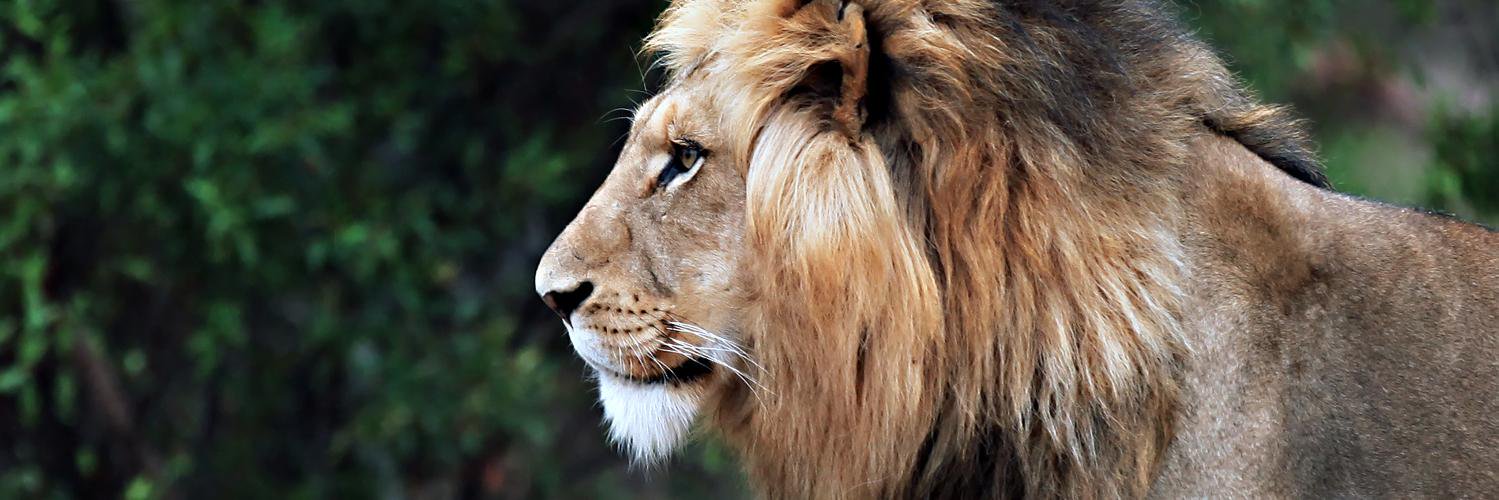 LionWorldTravel's profile banner image