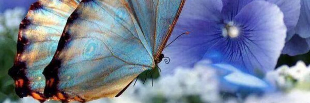 bella farfalla  banner